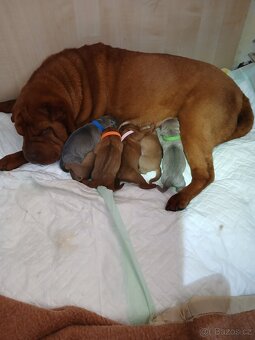 Sharpei,šarpej stěně s PP - 2