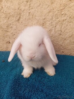 beránek - 2
