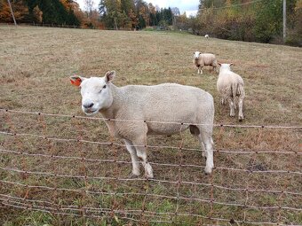 Plemenný beran texel - 2
