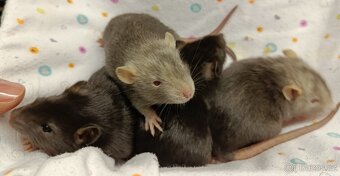 Potkani mláďata s rodokmenem - 2