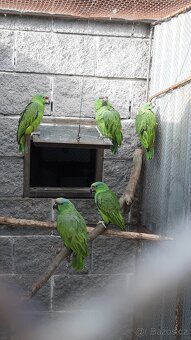 Amazoňan modrobradý festiva - 2