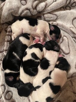 Biewer x maltézáček - 2