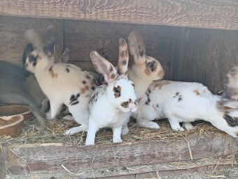 Dalmatinský rex - 2