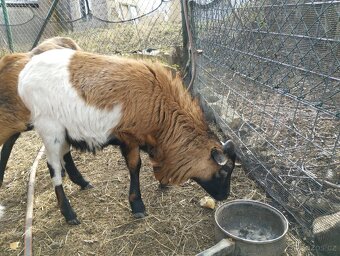 Ovce kamerunská - 2