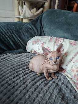 Sphynx - 2