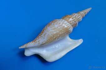 Strombus listeri - 2