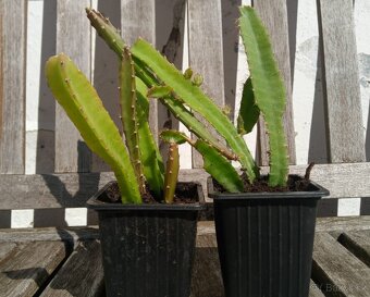 dračí ovoce (Hylocereus undatus), Pitahaya - 2