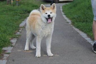 Akita s PP - 2