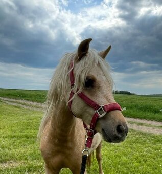 Pony klisna 2r. - 2