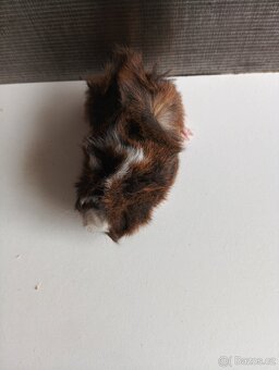 Prodám dva kluky 🐹 - 2