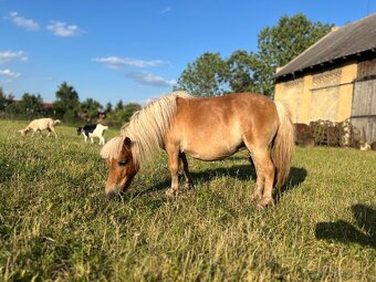 Minihorse klisna - 2