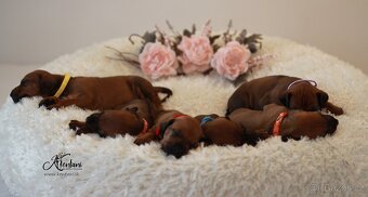 Rhodesian Ridgeback - 2