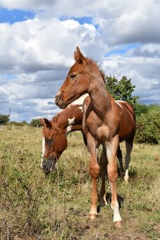Paint horse Red roan - 2