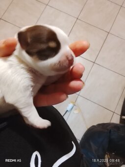 Mini čivava - 2