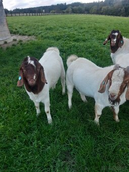 Burský kozel s POP - 2