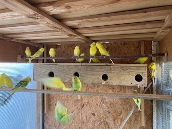 Andulka vlnkovaná - 2