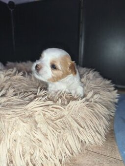 Jorkšírský teriér golddust s PP - 2