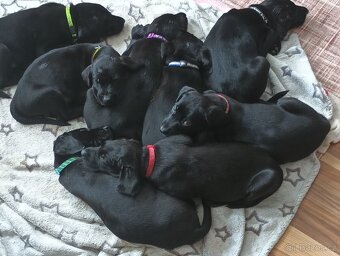 Prodám štěňátka - 2