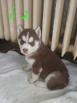 Sibiřský husky - 2