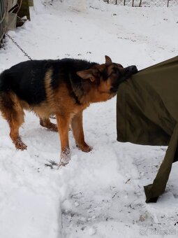 Německý ovčák - 2