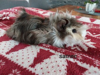 Morčata mláďata - 2