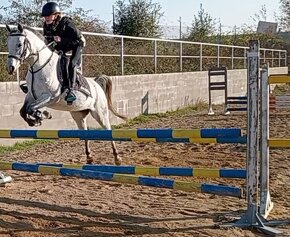 7L.šimla pony B - 2