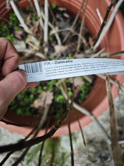 Fíkovník Dalmatie - 2