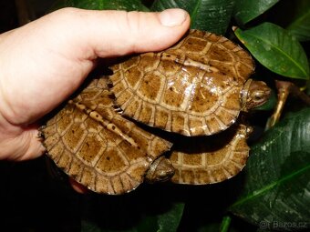 Želva černavá (Heosemys grandis) - 2