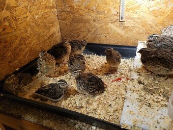 Křepelka japonská - 2