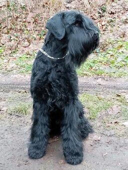 Knírač velký černý - štěňátka s PP - 2