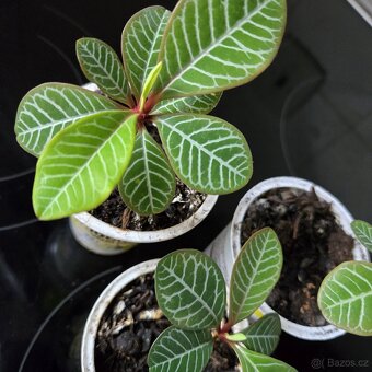 Euphorbia leuconeura sadičky - 2