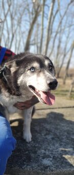 Husky Nomádka k adopci - 2
