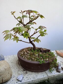 Javor mléč (Acer platanoides) bonsai - 2