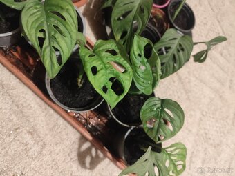 Monstera adansonii - 2