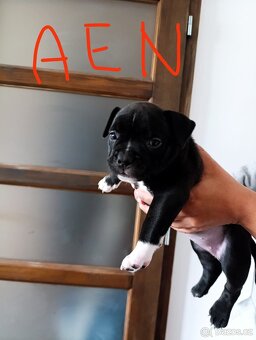 American Bully Pocket s PP – špičkový vrh po importovaném ot - 2
