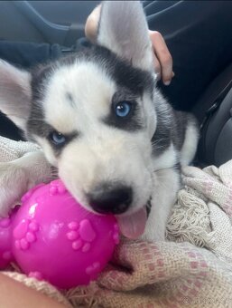 Husky štěne fenka. - 2