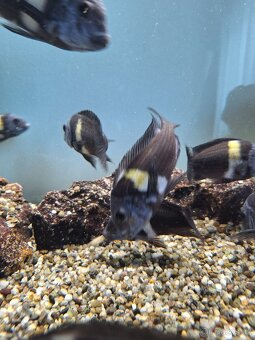 Tropheus Duboisi Maswa - 2