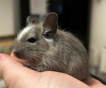 Osmák degu - 2