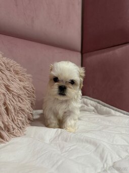 Shih tzu s PP, shih-tzu, Shi tzu, si cu, si tzu - 2