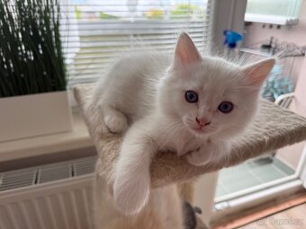 Ragdoll kocourek - 2