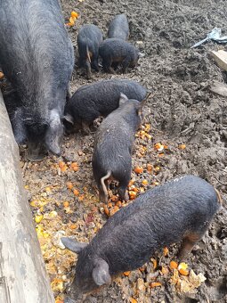 Maďarská mangalice - 2