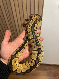 Krajta královská samice Clown - 2
