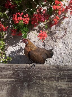 Holandstá zakrslá - 2