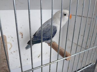 Agapornis fischeri - 2