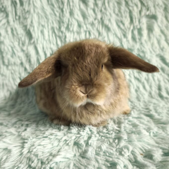 ⭐️ Vánoční ⭐️ Zakrslý beránek SATÉNOVÝ🍀 T4 🍀 - 2