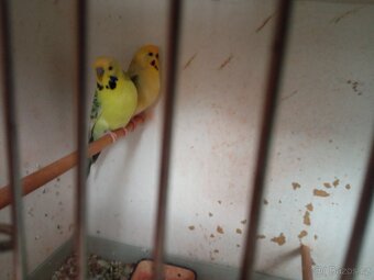 Andulky - 2