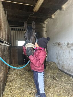 pony klisna kat. B - 2