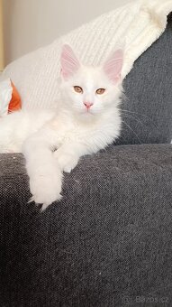 Mainská mývalí s PP - 2