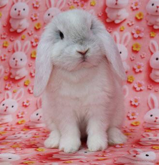 Zakrslý beránek NHD samička - 2