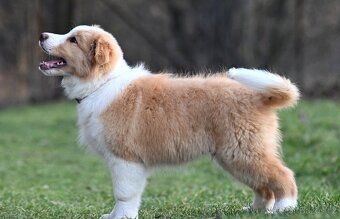 Border Collie / Border Kólia s PP - 2